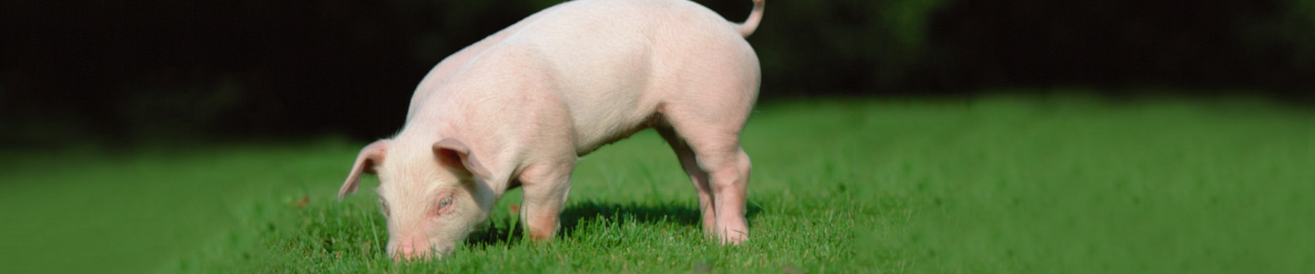 k豆钱包官方网站 - KDpay钱包